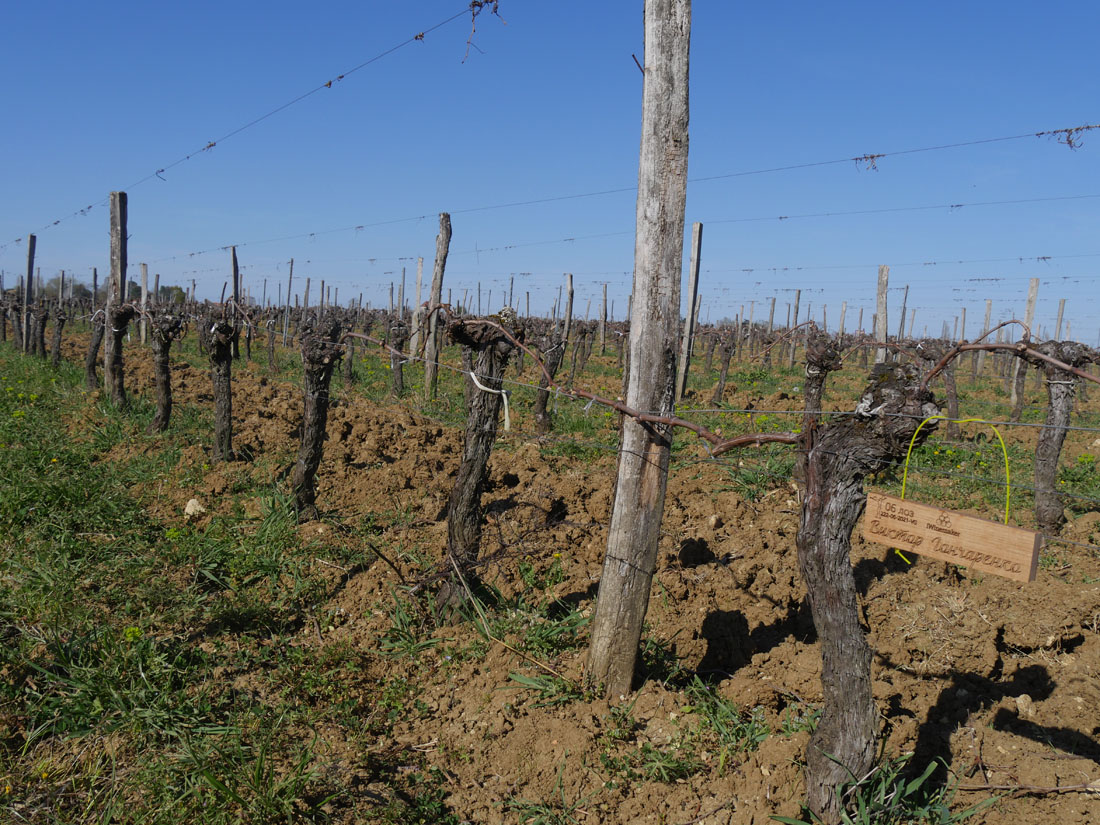 Виноградник на урожай